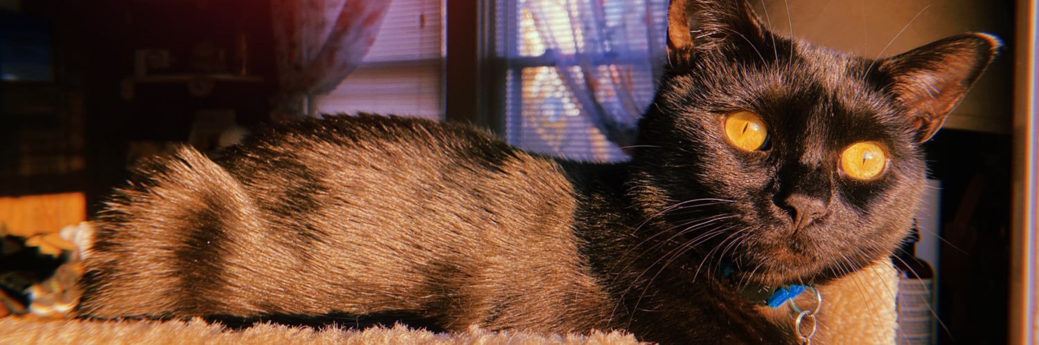 meglucey_'s profile banner image