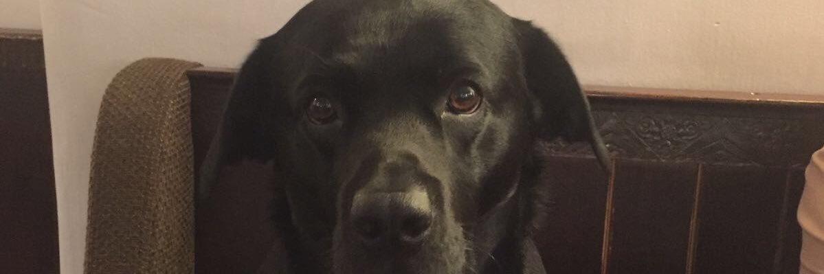 Zoe Shinfield banner