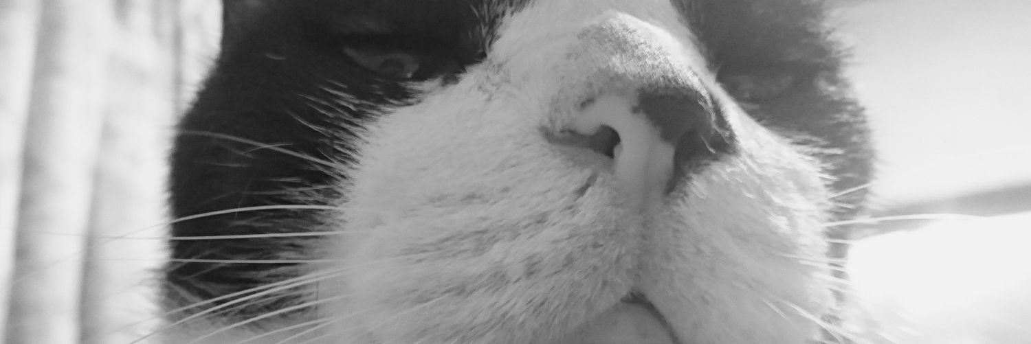 llyfy's profile banner image