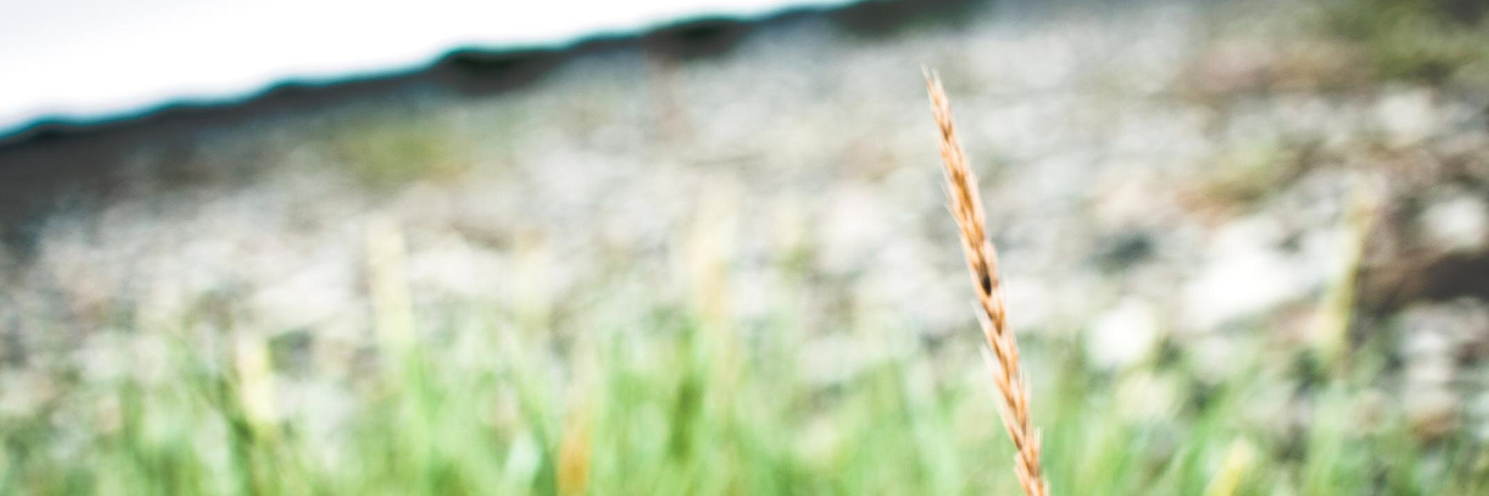 vigdiseva's profile banner image