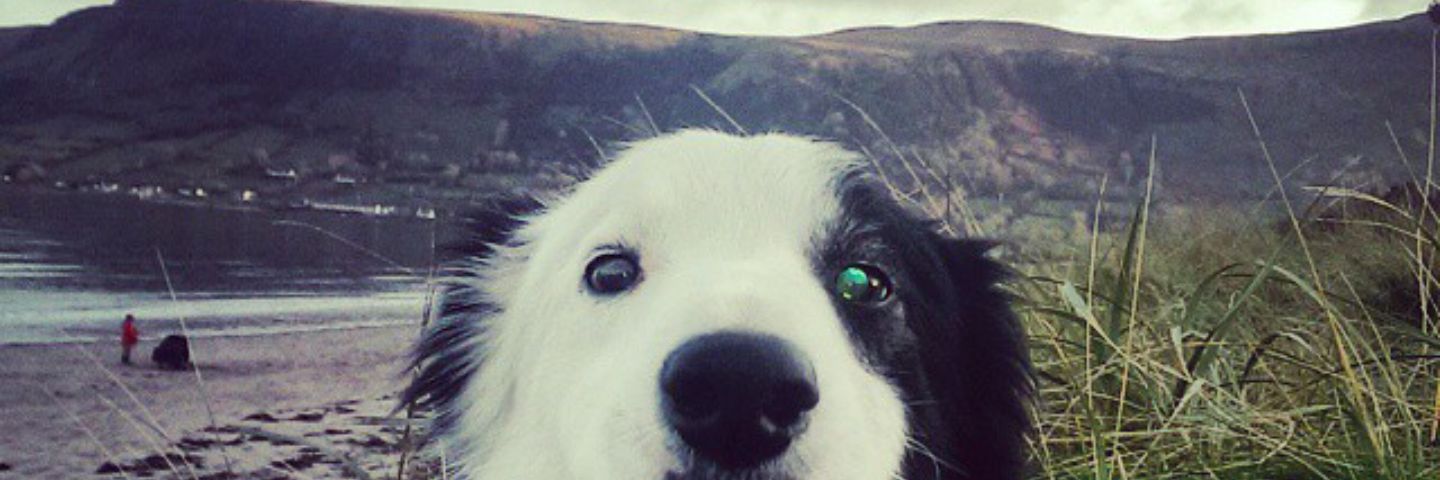 Kerrylmcglone's profile banner image