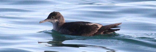 Bexbirder Profile Banner