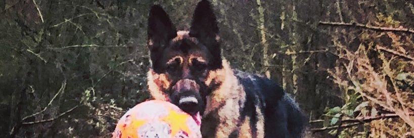 ShellLeach's profile banner image