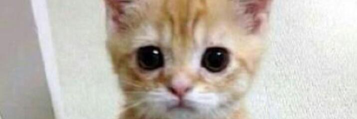 rizqyrisque's profile banner image