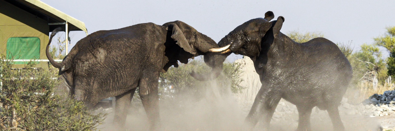 Bernie Williams banner
