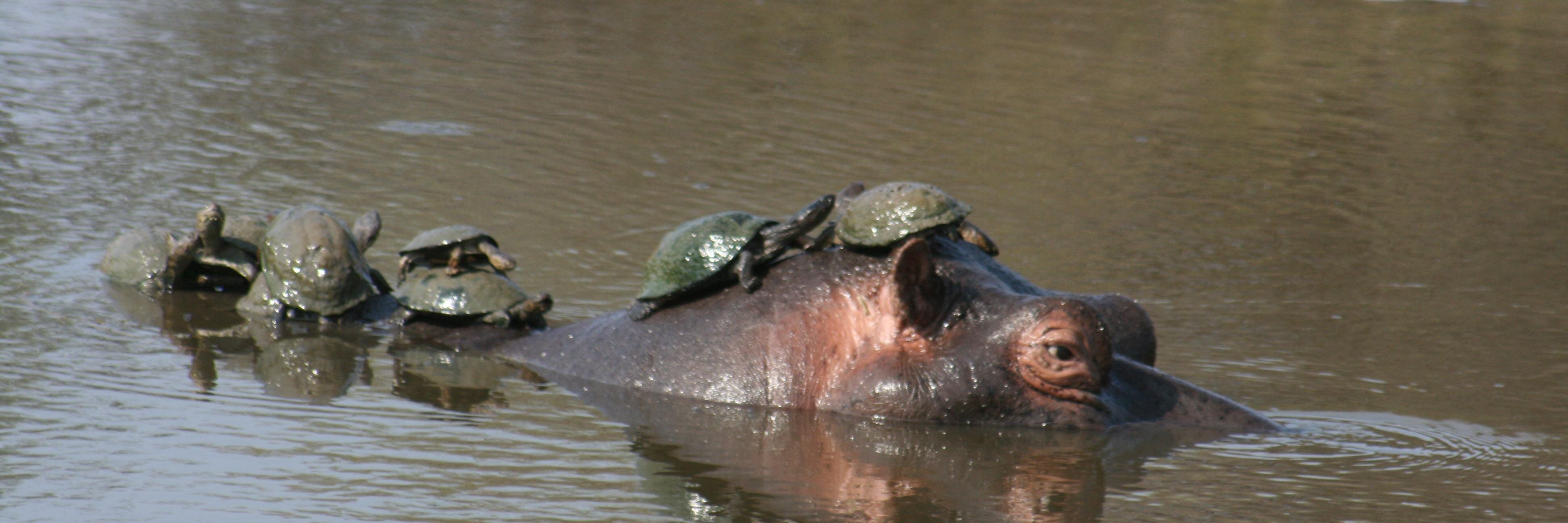 Michelle Jackson banner