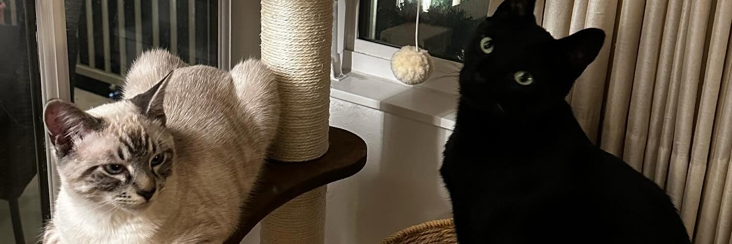 Cheese800899's profile banner image