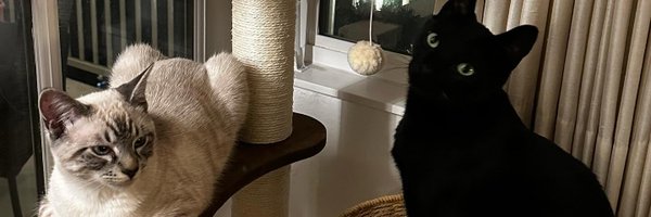 Cheese800899 Profile Banner