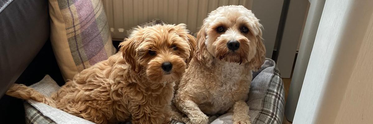 💜 Plum 💜 banner