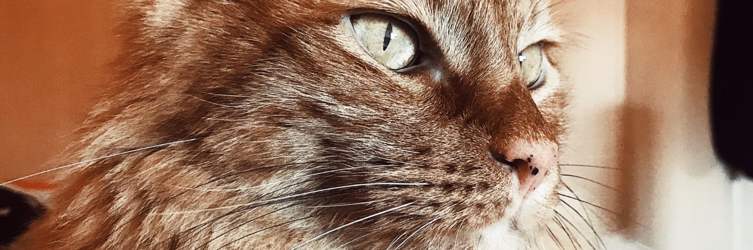 UxuMeow's profile banner image