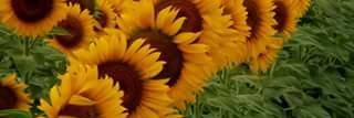 leyla_cem's profile banner image