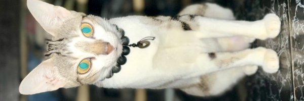 Haykayauthentic Profile Banner