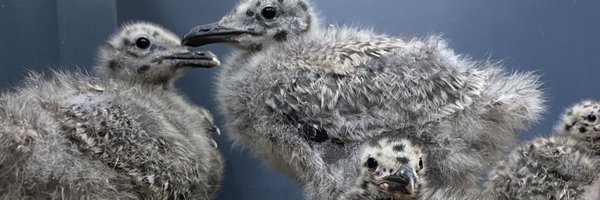 rsmitos89 Profile Banner