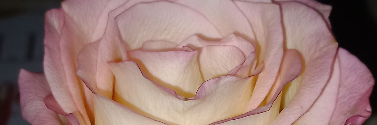 ginabaloni's profile banner image