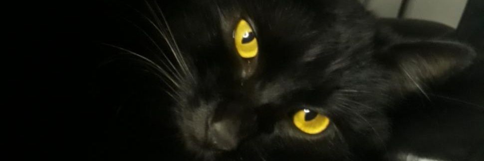 AlecMorellii's profile banner image