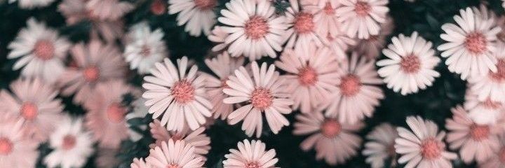 ROXYFRANCY's profile banner image
