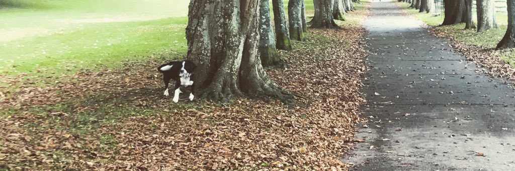 staceyparamore's profile banner image