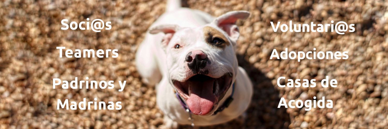 axlamadrid.org banner