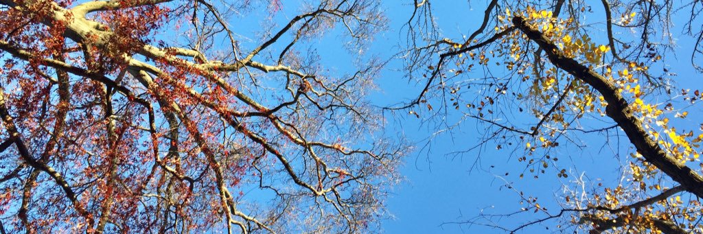 Martha_lab's profile banner image