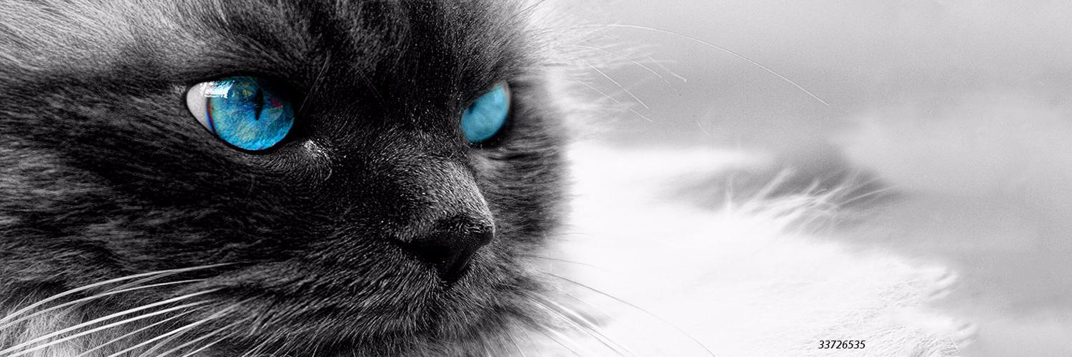 Indigoust's profile banner image
