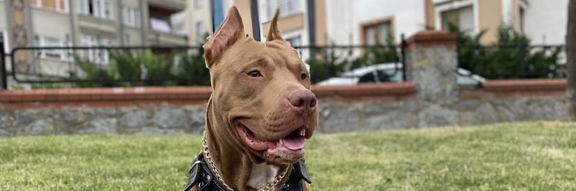 hberdogann's profile banner image