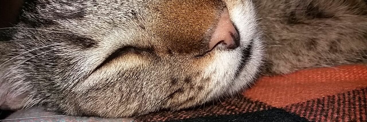 renatafariac's profile banner image