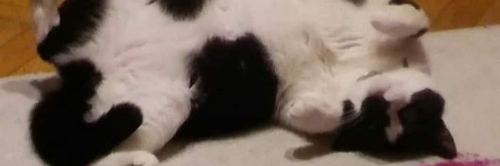 calisSemaCalis's profile banner image