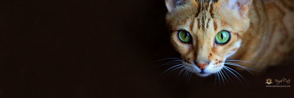 TheBengalCats Profile Banner