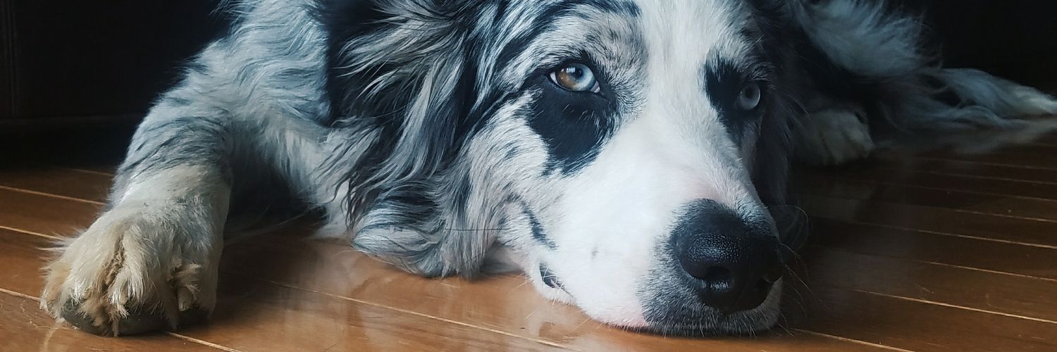 misslariss19's profile banner image