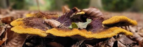 stefsmithart Profile Banner