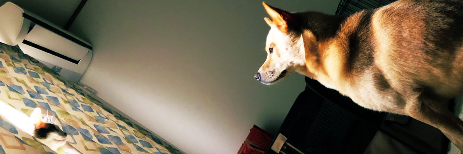 syurei02141's profile banner image