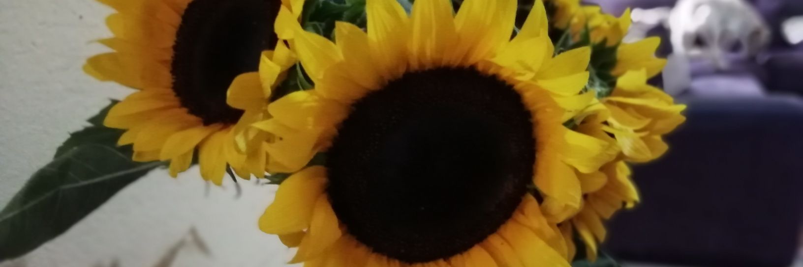 Un_UserMas's profile banner image