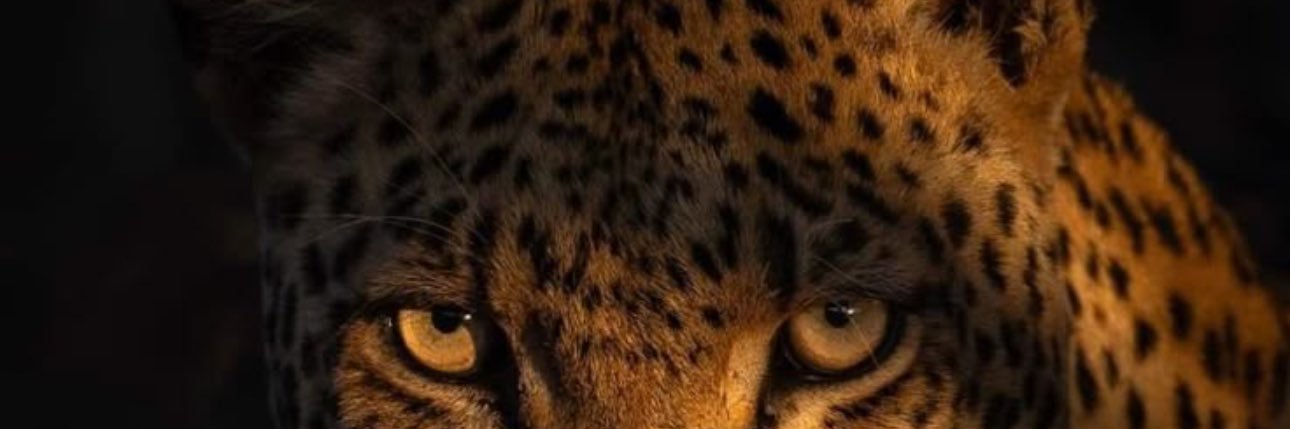 __kmill's profile banner image