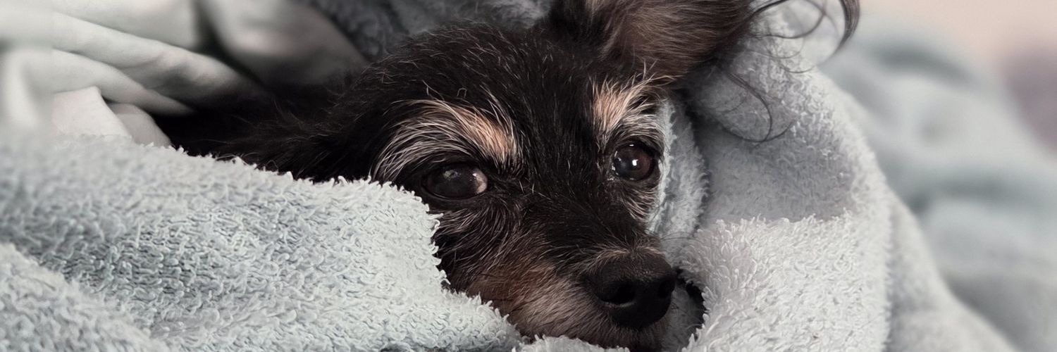 LocaCarolla's profile banner image