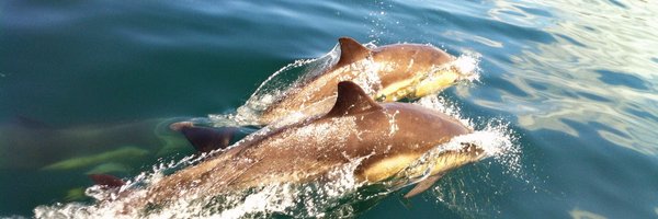 ampereir Profile Banner