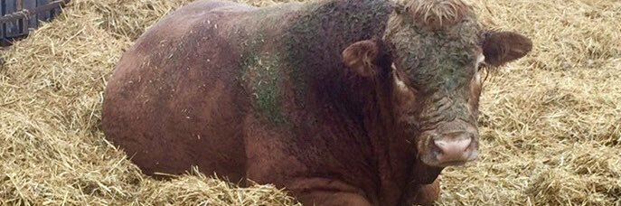 Don MacIntyre banner