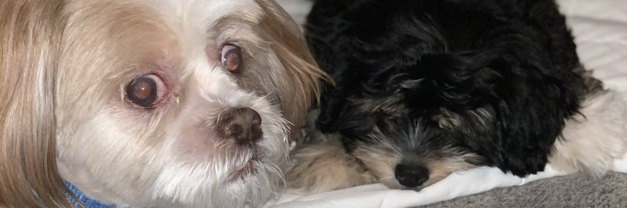 😜 Shinky Dinx 😜 banner