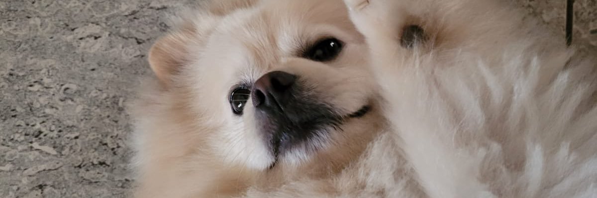 _lumiya's profile banner image