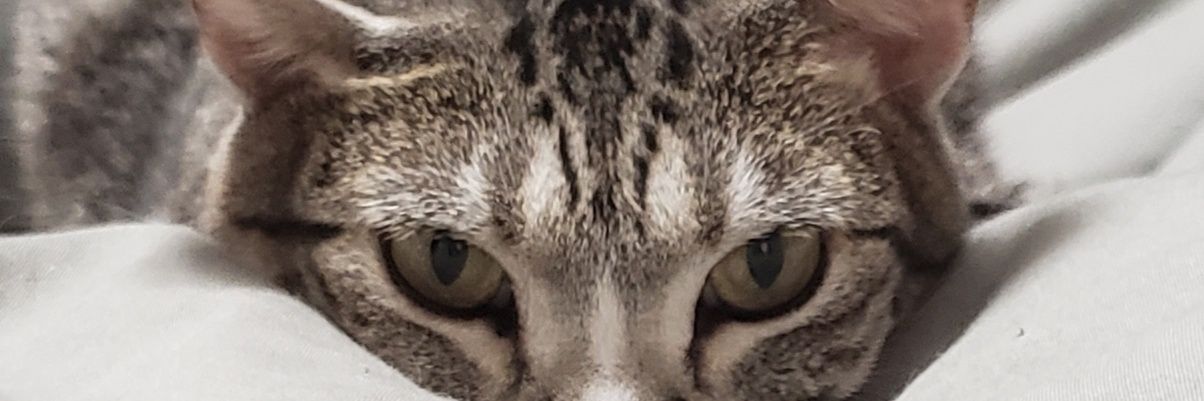 TRIK013's profile banner image