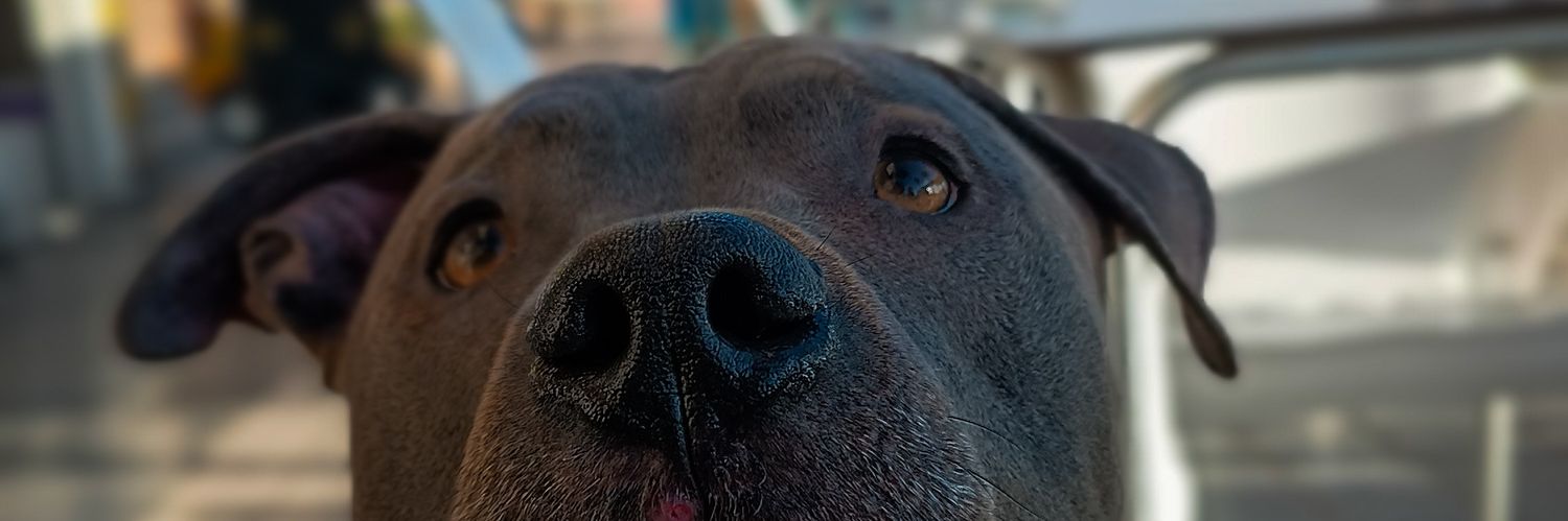 𝑷𝒂𝒃𝒍𝒐⚡ banner