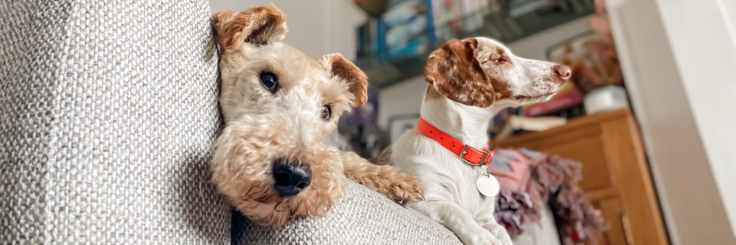 RumpledPupkins's profile banner image