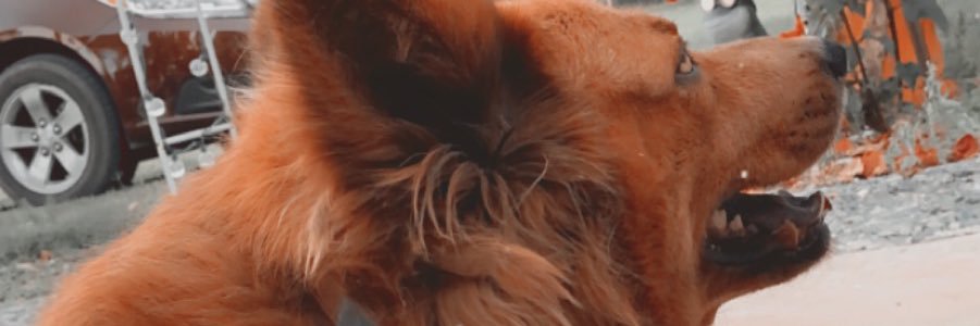 MuhshellC's profile banner image