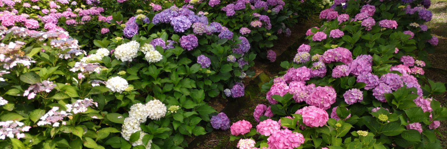 kumaa_san's profile banner image