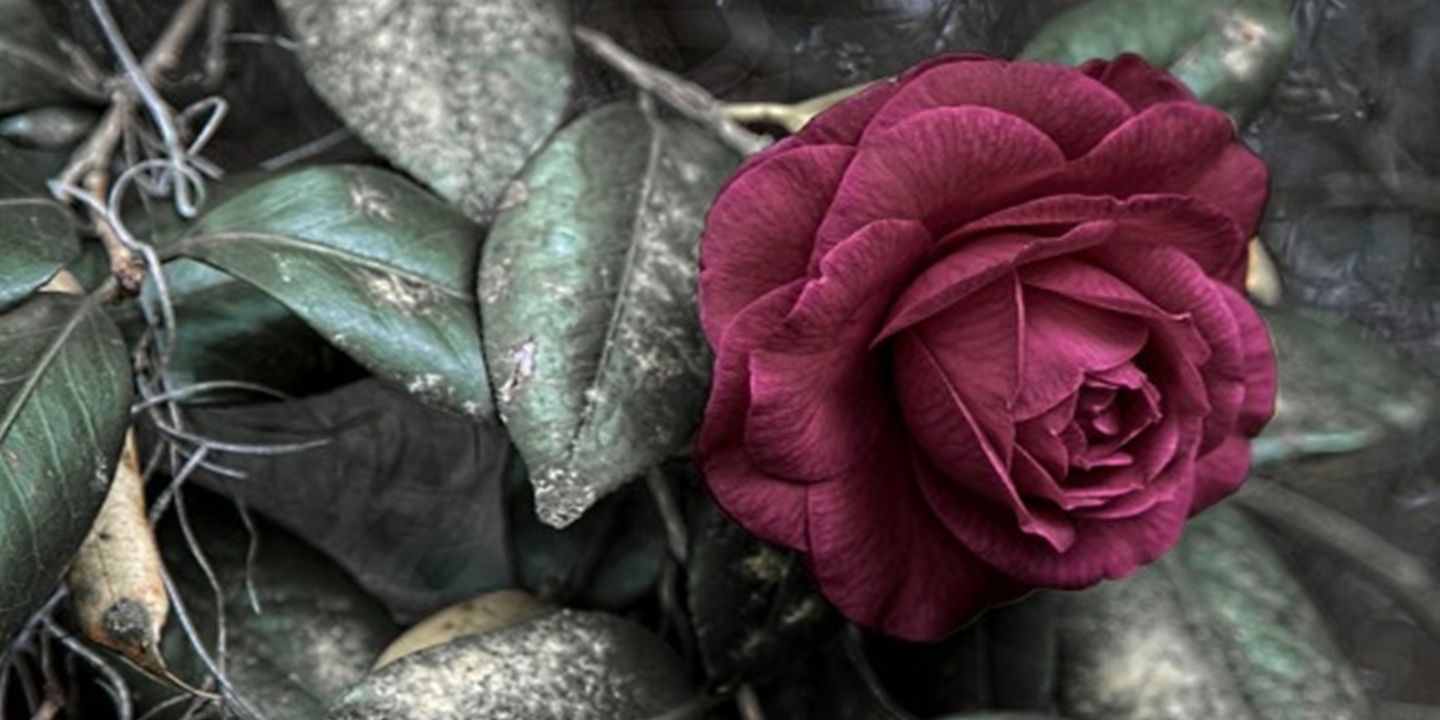 MozaMami's profile banner image