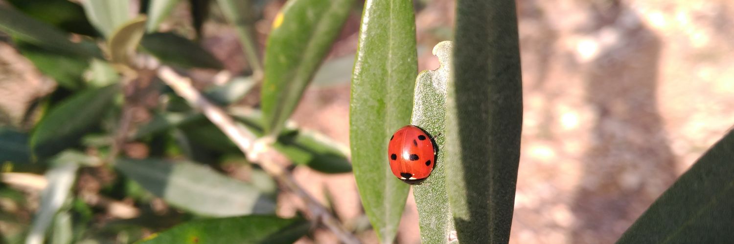 Isis Gil-Miravet banner