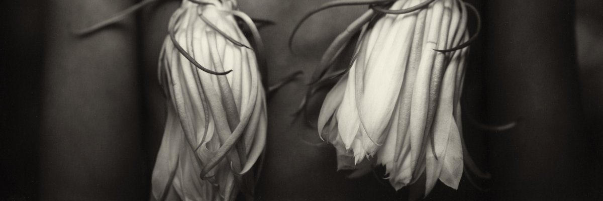 lulademello's profile banner image