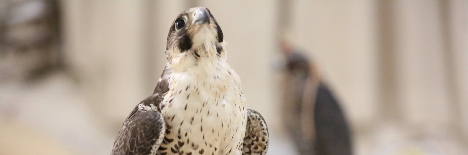 حمد العنزي banner