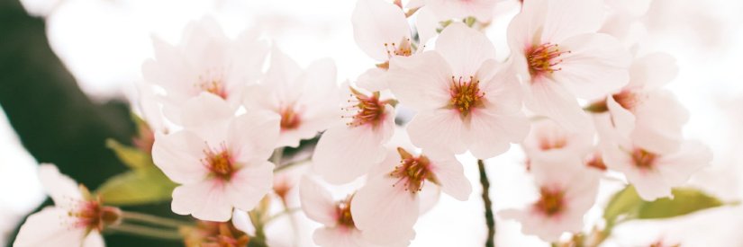 gomzi🌸's banner