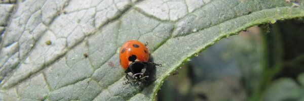 IGrolleau Profile Banner