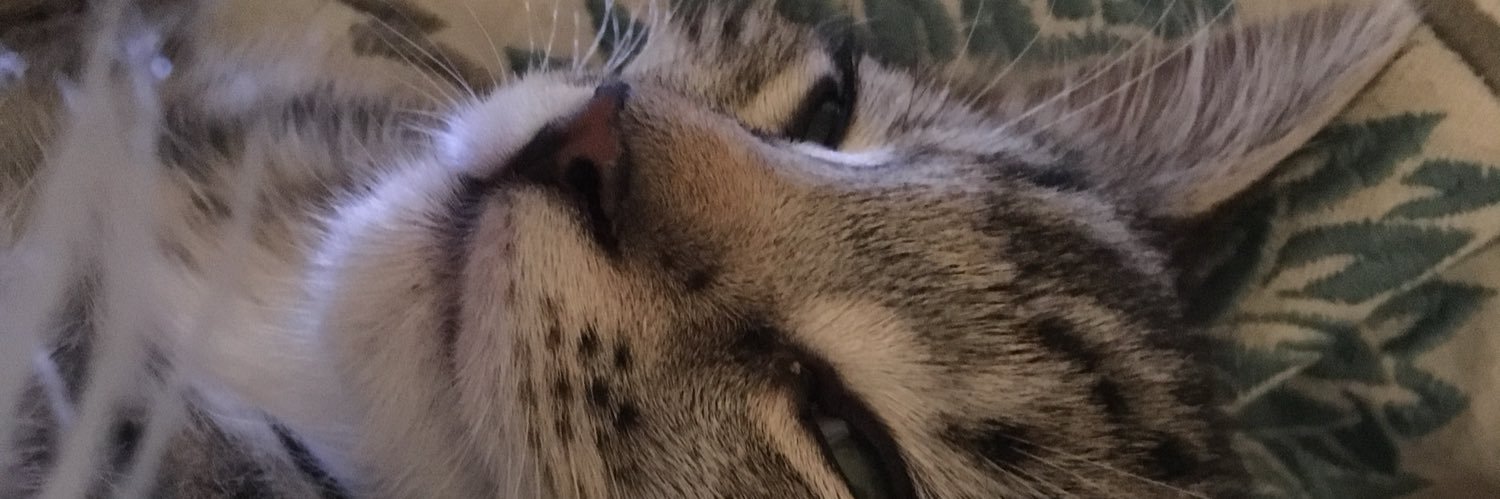 Stumpy McDoodles banner